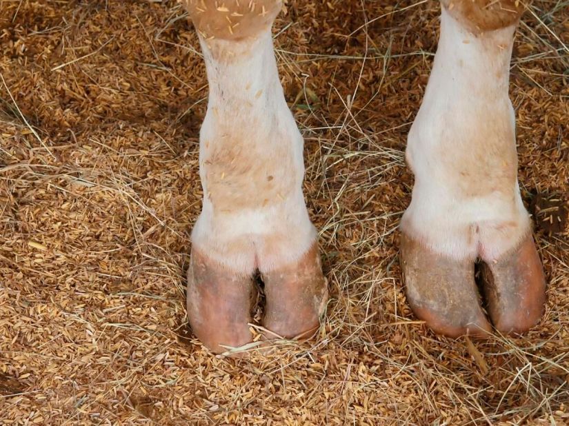 Профилактика и лечение заболеваний копыт у КРС с продукцией Хуф Эксперт и ее преимуществами